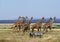 GIRAFE MASAI giraffa camelopardalis tippelskirchi