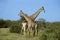 GIRAFE MASAI giraffa camelopardalis tippelskirchi