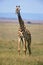 GIRAFE MASAI giraffa camelopardalis tippelskirchi