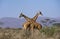GIRAFE RETICULEE giraffa camelopardalis reticulata