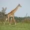 Girafe in the Serengeti