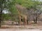 Giraff in Africa safari Tarangiri-Ngorongoro