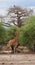 Giraff in Africa safari Tarangiri-Ngorongoro