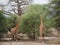 Giraff in Africa safari Tarangiri-Ngorongoro