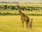 Giraff family