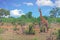 Giraffa camelopardalis - Solitary Giraffe standing in the bush in Hwange National Park, Zimbabwe