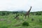 Giraffa camelopardalis Wild Giraffe mammal africa savannah Kenya