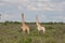 Giraffa camelopardalis Wild Giraffe mammal africa savannah Kenya