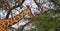 A giraffa eats the leaves of the acacia tree