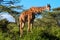 Giraffe at the acacia bush. Serengeti, Tanzania, Africa