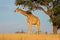 Giraffe and Acacia tree