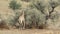 Giraffe and Acacia tree