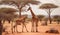 Giraffe Africa