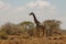 Giraffe in Africa