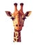 Giraffe Africa face, cute cartoon safari animal