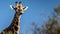 Giraffe in Africa, standing tall, gazing at the beautiful savannah generated by AI
