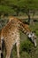 Giraffe in Africa wildlife conservation national park