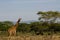 Giraffe in Africa wildlife conservation national park