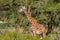 Giraffe in African bush forest