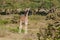 Giraffe in African bush forest