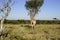 Giraffe in African bush-veld landscape with acacia tree under clear blue sky at Okonjima Nature Reserve, Namibia