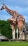 The giraffe is an African even-toed ungulate mammal
