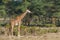 Giraffe in African forest