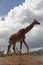 Giraffe in the african national park