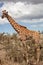 Giraffe in the african national park