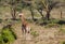 Giraffe in African safari game reserve