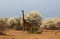 Giraffe in African safari game reserve