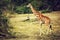 Giraffe on African savanna