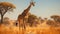 Giraffe in African savanna