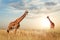 Giraffe in the African savanna against the backdrop of beautiful sunset. Serengeti National Park. Tanzania. Africa.