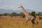 Giraffe in african savanna in tall grass with trees in background and mountains in the distance