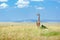 Giraffe in african savanna, wildlife in Amboseli national park, animals in Kenya, Africa