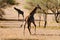 Giraffe at the African savannah in motion.