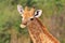 Giraffe - African Wildlife Background - Baby Animals are Cute