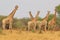 Giraffe - African Wildlife Background - Curious Herd