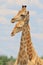 Giraffe - African Wildlife Background - Funny Poses in Nature