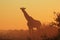 Giraffe - African Wildlife Background - Golden Iconic Stare