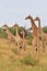 Giraffe - African Wildlife Background - Looking for Fun