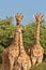 Giraffe - African Wildlife Background - Looking for Patterns