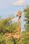 Giraffe - African Wildlife Background - Posing Pride