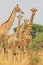 Giraffe - African Wildlife Background - Posing Symmetry