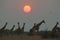 Giraffe - African Wildlife Background - Under a Setting Sun