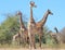Giraffe - African Wildlife - Pose of Three on the look-out