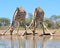 Giraffe - African Wildlife - Watering hole aerobatics