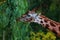 giraffe from afrika eating green leafs in a german zoo long tongue