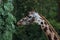 giraffe from afrika eating green leafs in a german zoo long tongue